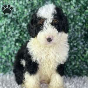 Kobe, Mini Bernedoodle Puppy